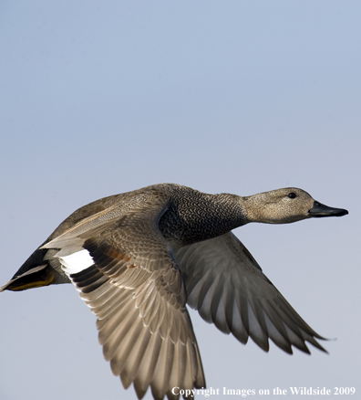 Gadwall duck in flight