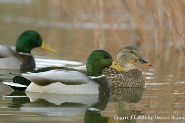 Mallards on pond.