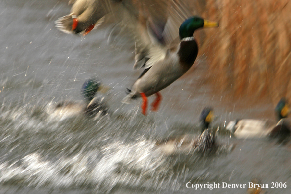 Mallard drake taking off