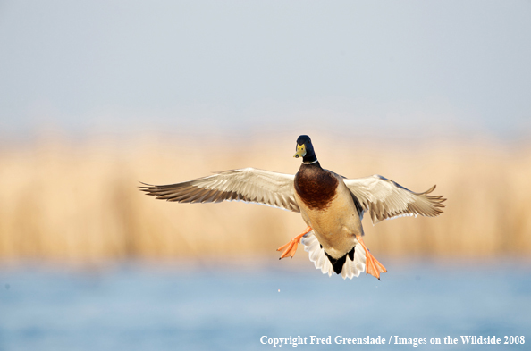 Mallard drake in flight