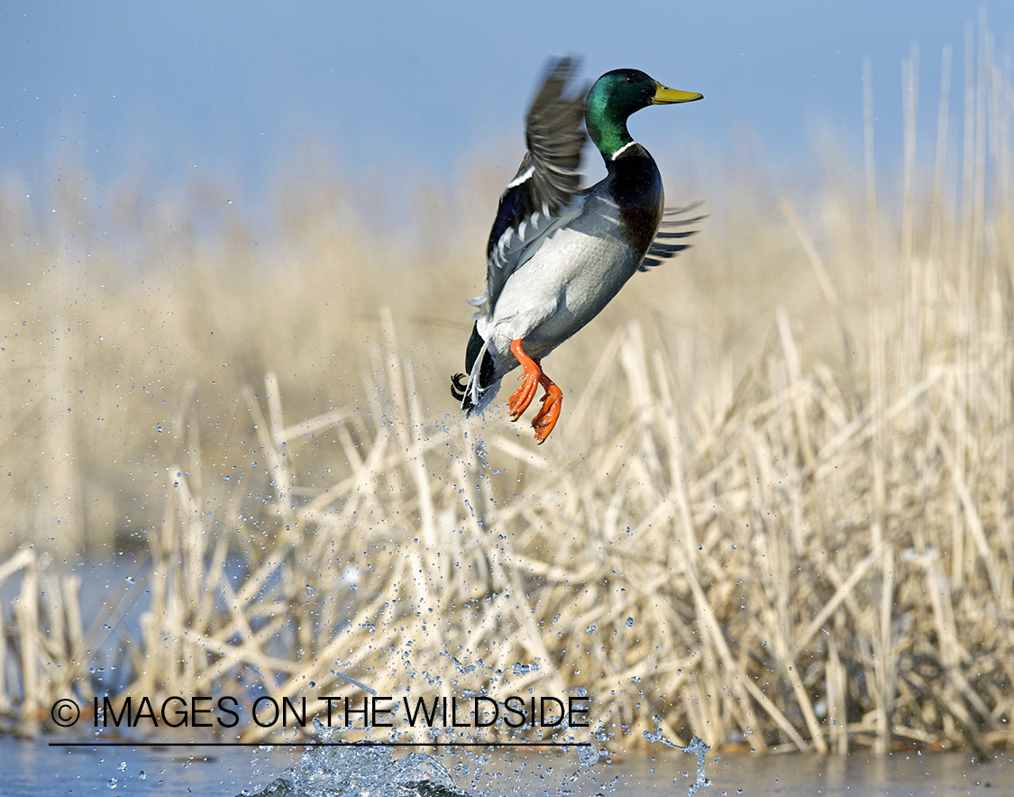 Mallard duck taking flight.