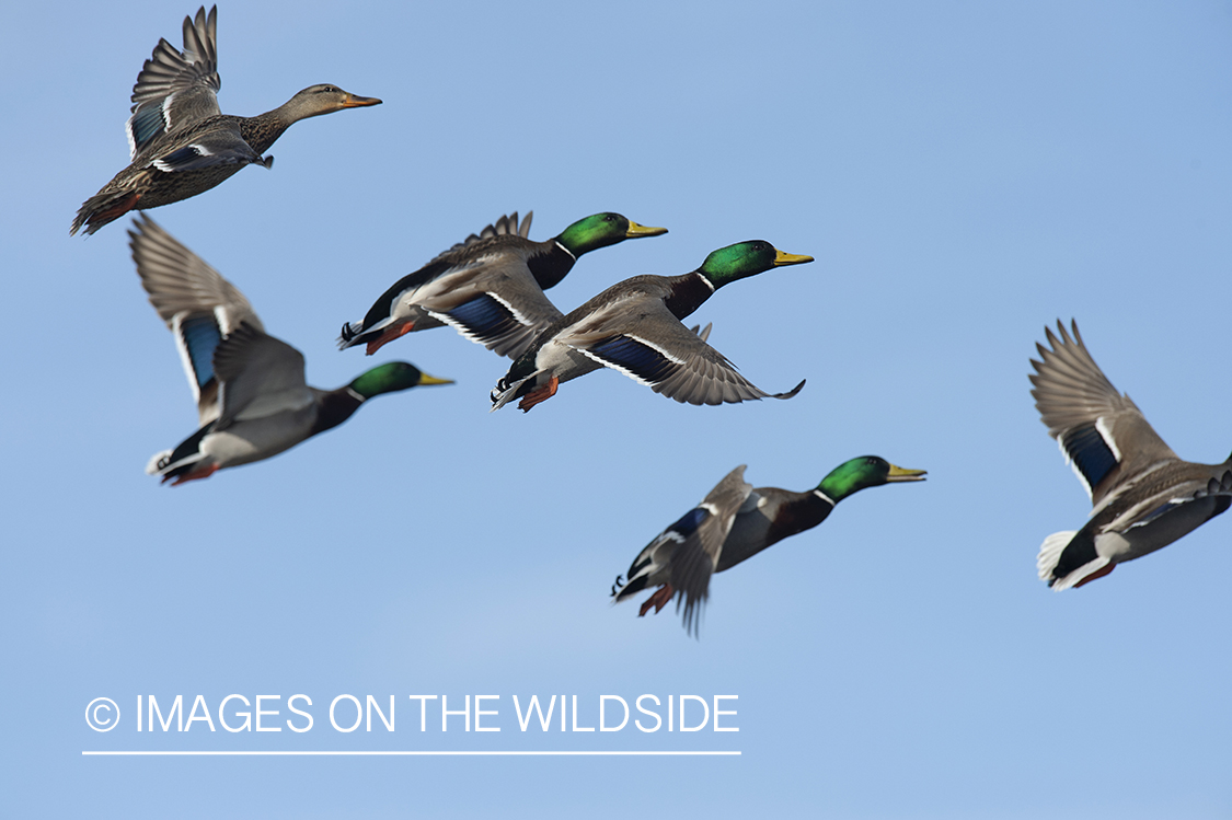 Mallards in flight.