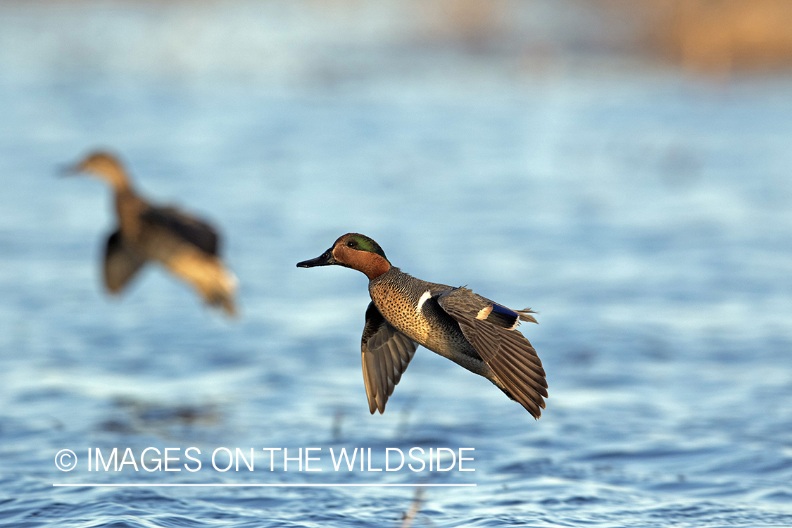 Green-winged Teal in flight.