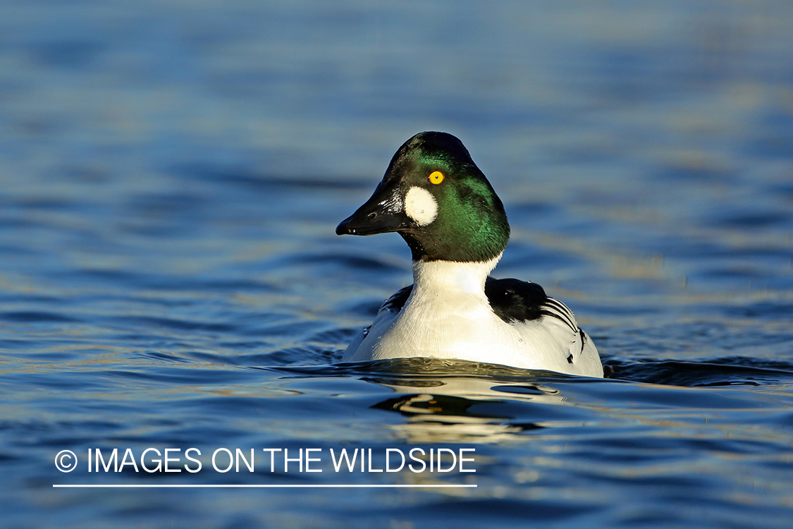 Common Goldeneye drake in habitat. 