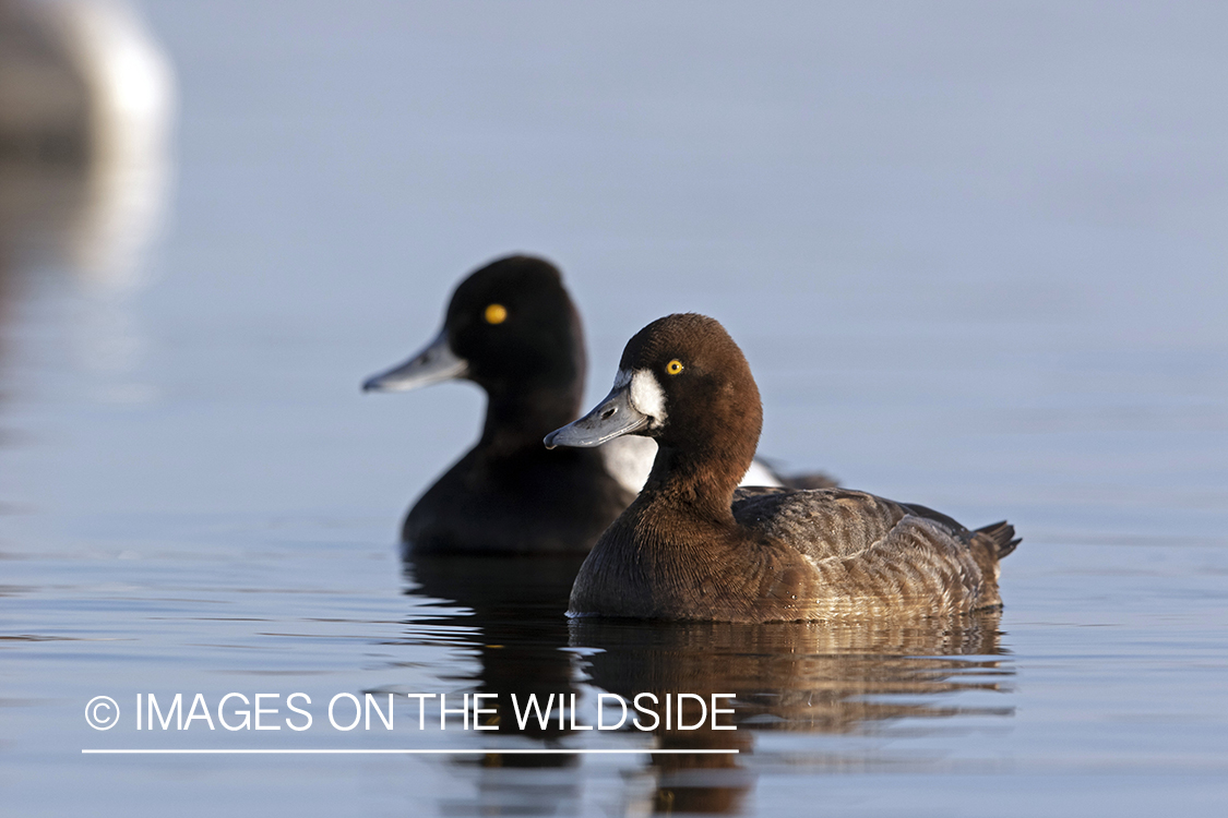 Pair of Lesser Scaup on water.