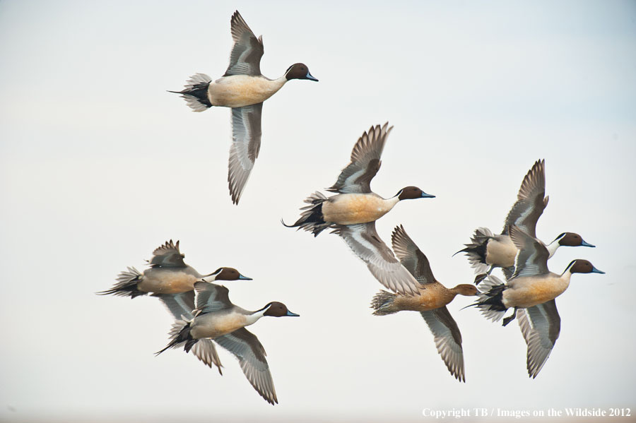 Pintail Ducks in flight.