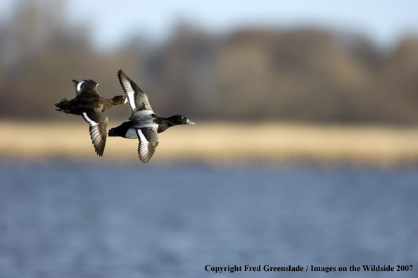 Greater Scaup in habitat