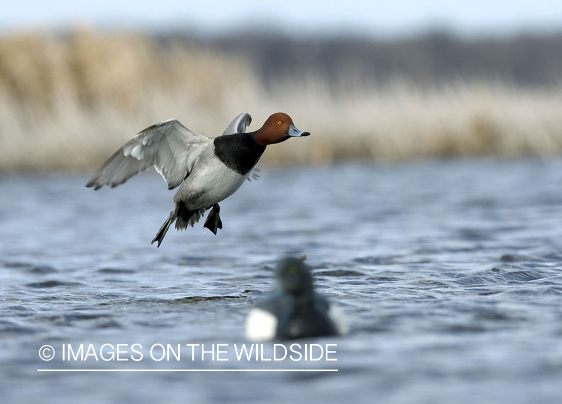 Redhead duck landing with decoys.