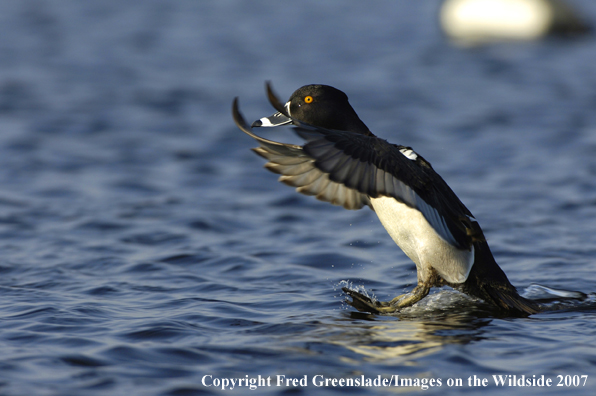 Ring-necked duck landing on water