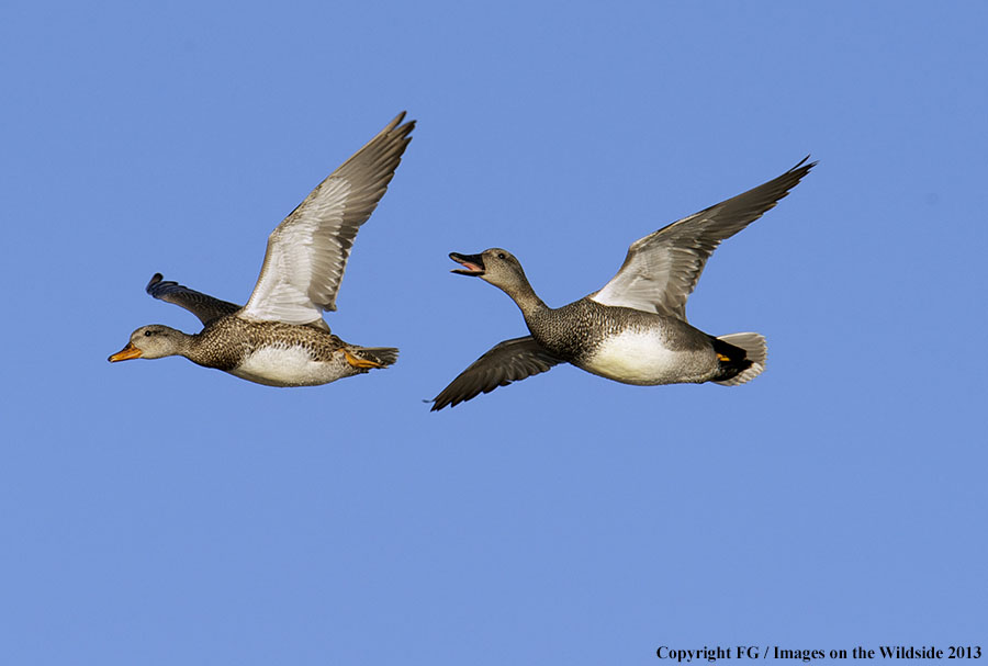 Mottled ducks in flight.