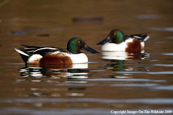 Shoveler Drakes