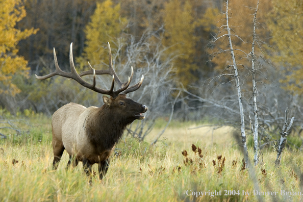 Rocky Mountain bull elk bugling.