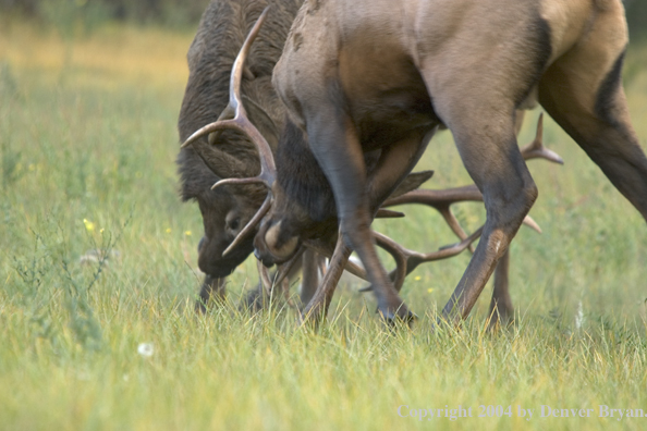 Rocky Mountain bull elk fighting.