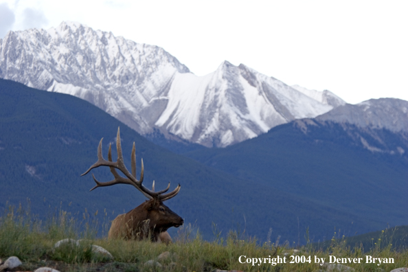 Rocky Mountain bull elk bedded.  Mountain backdrop.