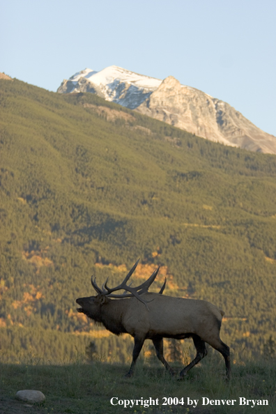 Rocky Mountain bull elk bugling.