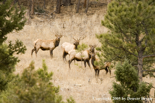 Bull elk in habitat.