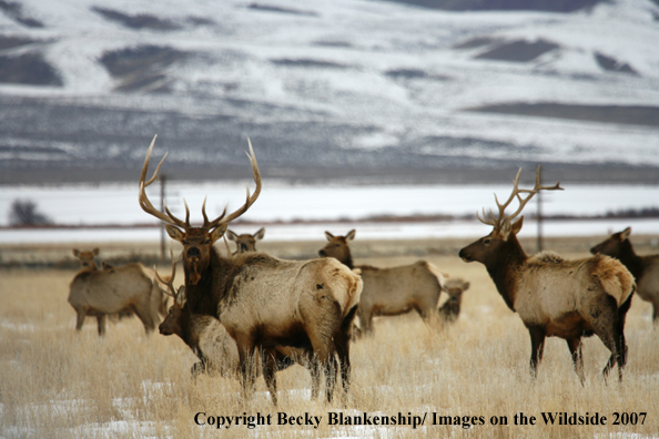 Rocky Mountian Elk Herd