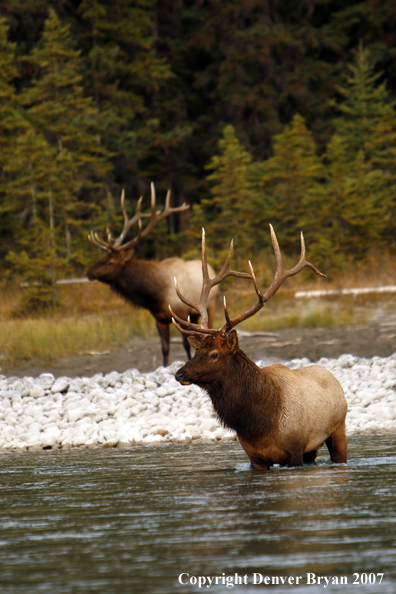 Rocky Mountain Elk in river