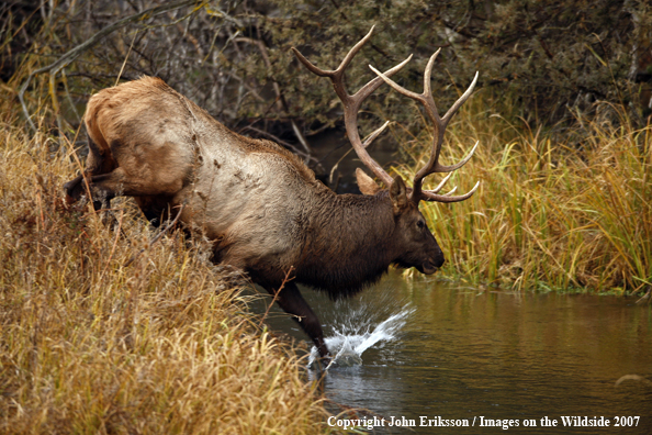 Rocky Mountain Elk walking into water