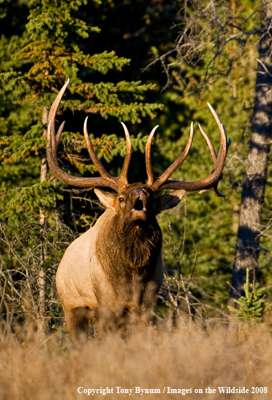 Rocky Mountain Elk Bugling