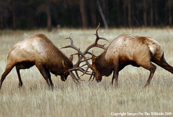 Bull Elk Fighting