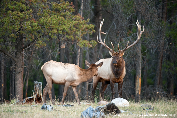 Bull elk with cow. 