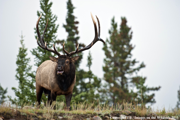 Rocky Mountain bull elk bugling. 