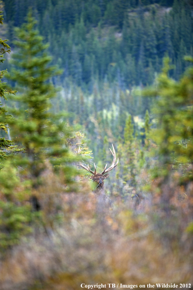 Bull elk in habitat. 