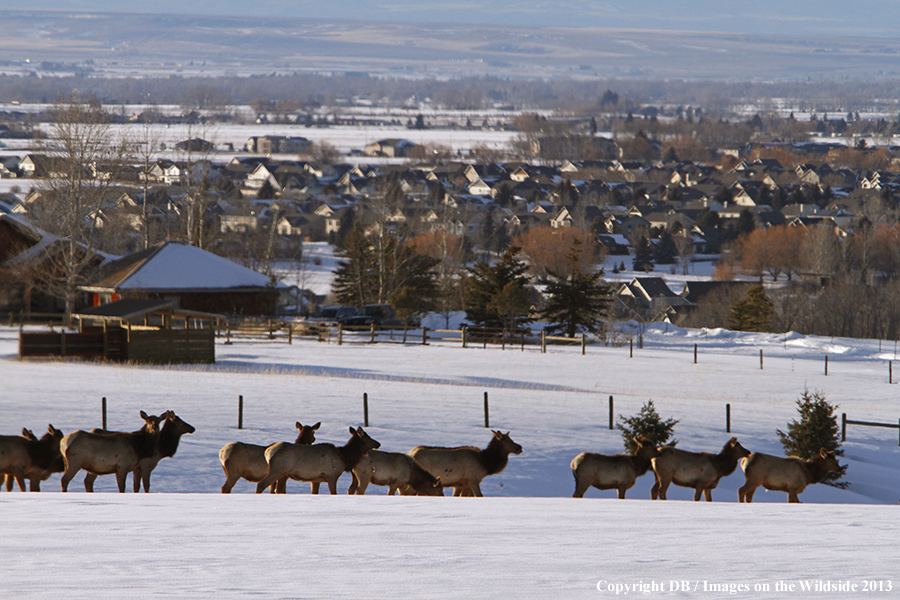 Elk in winter near urban area.