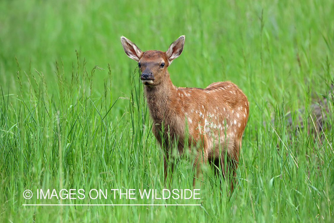 Rocky Mountain Elk calf in habitat. 