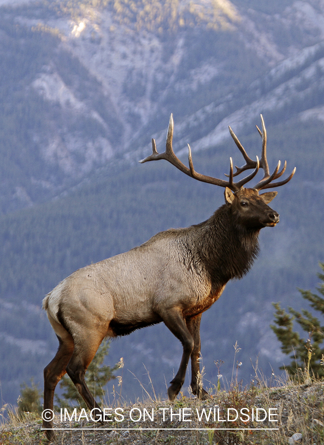 Rocky Mountain Bull Elk in habitat.