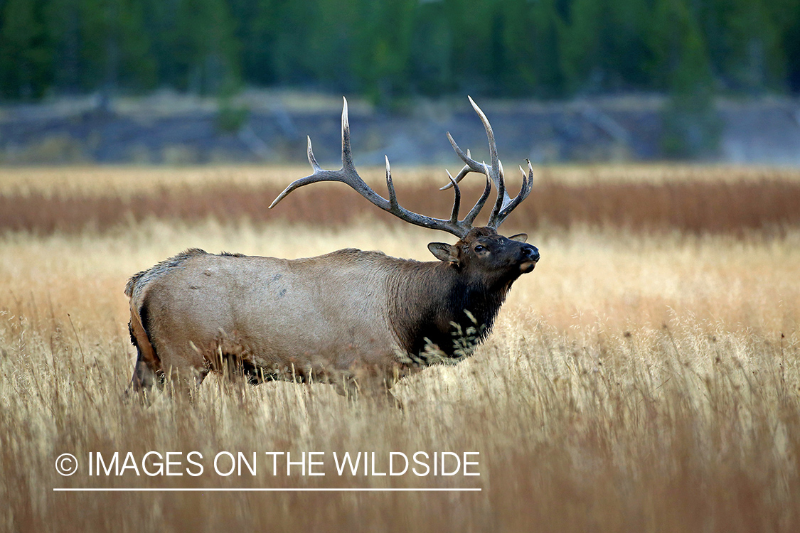 Bull elk in habitat.