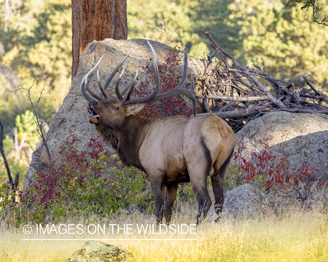 Bull elk bugling in field.