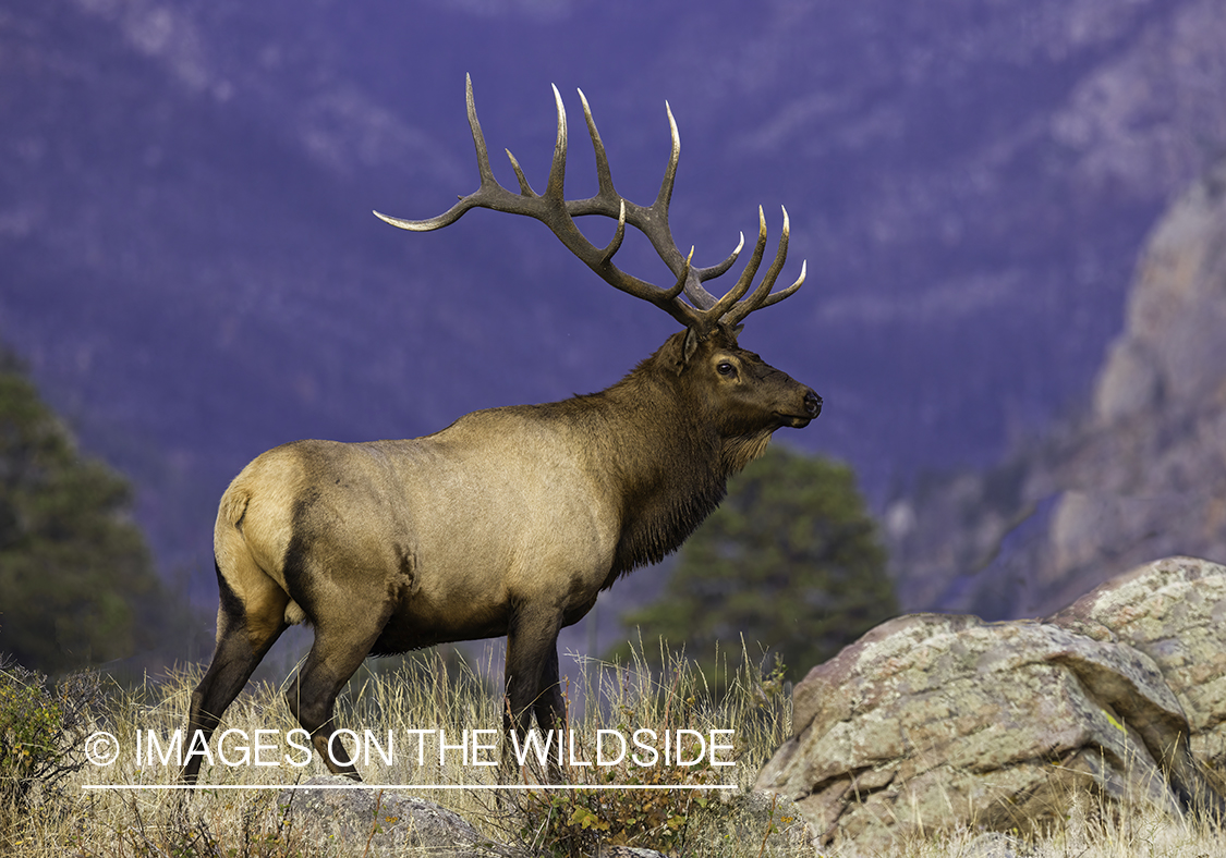 Bull elk in field.