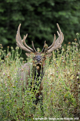 Roosevelt Bull Elk