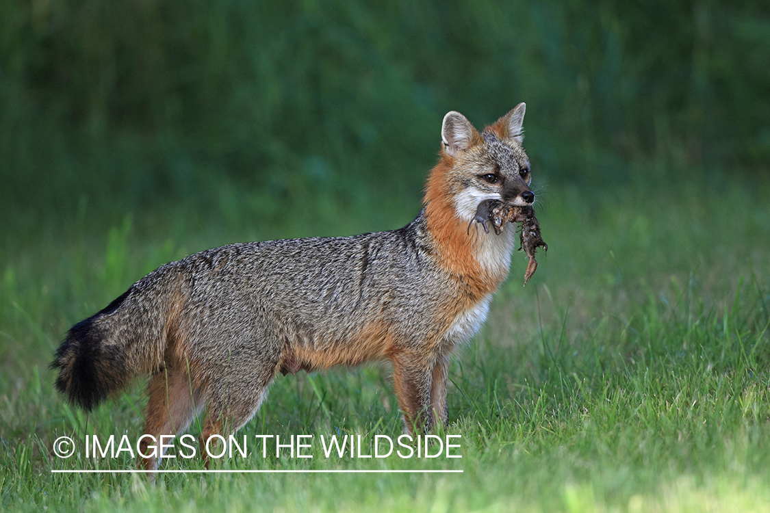 Gray fox with squirrel.