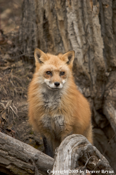 Red fox in habitat.