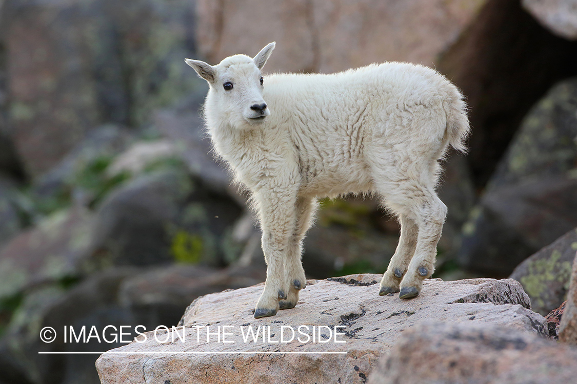 Rocky Mountain Goat Kid on rock.