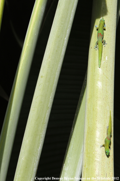 Gold dust day geckos on vegetation, Hawaii. 