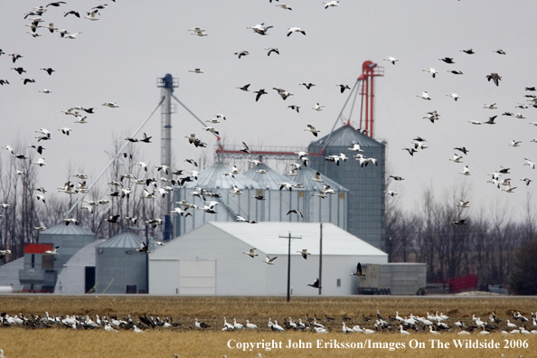 Snow geese in habitat.