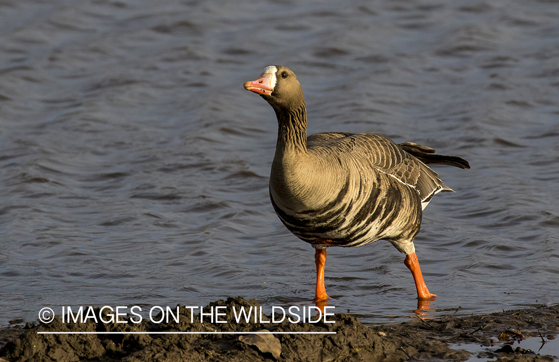 White-fronted goose in habitat.