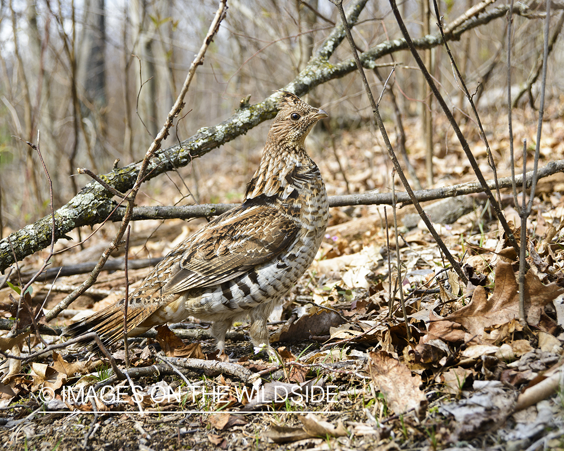 Ruffed Grouse.