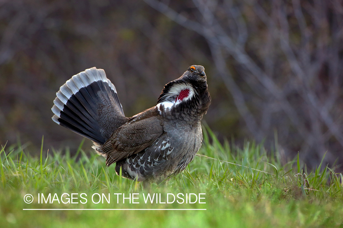 Dusky Grouse in habitat.