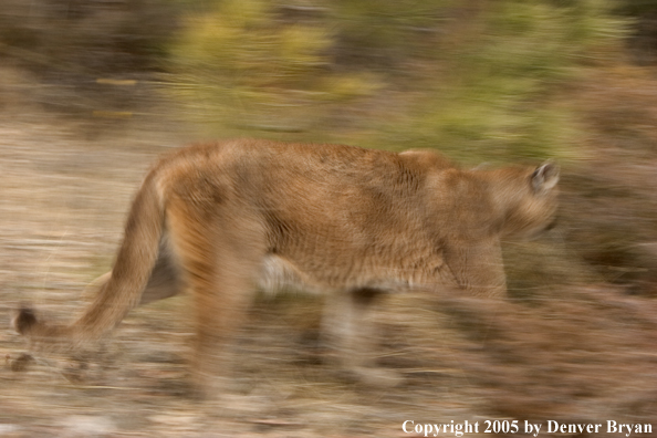 Mountain lion in habitat.