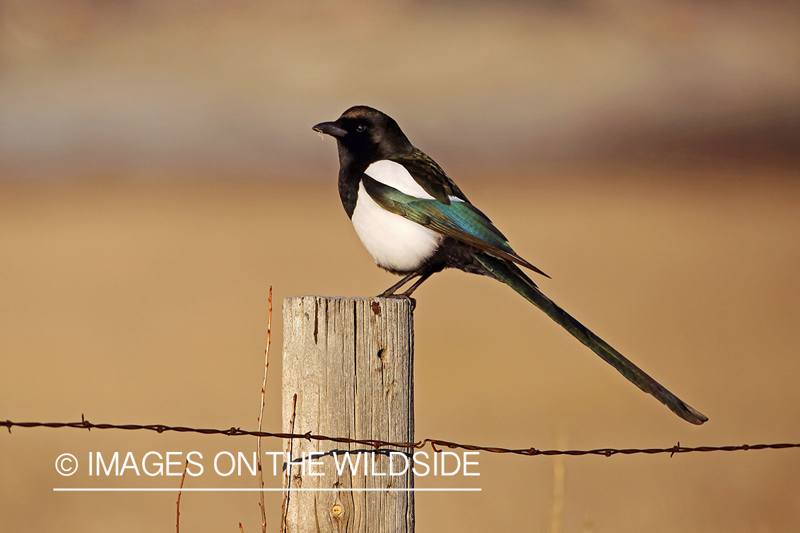 Magpie perched on fence.