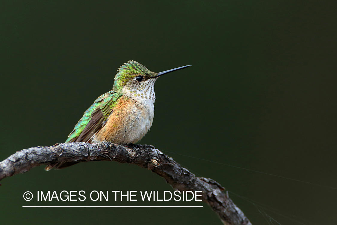 Female Broad-tailed Hummingbird perched on branch.