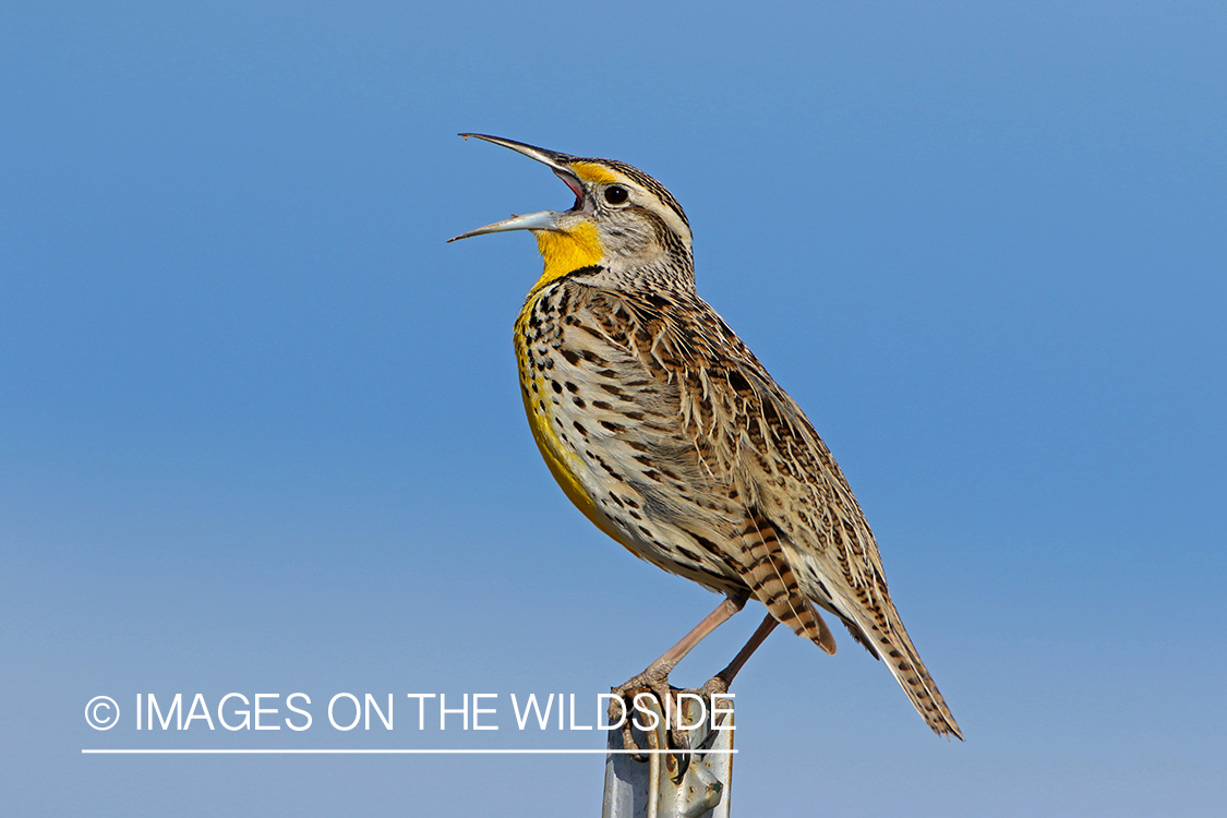 Western Meadowlark singing in habitat.