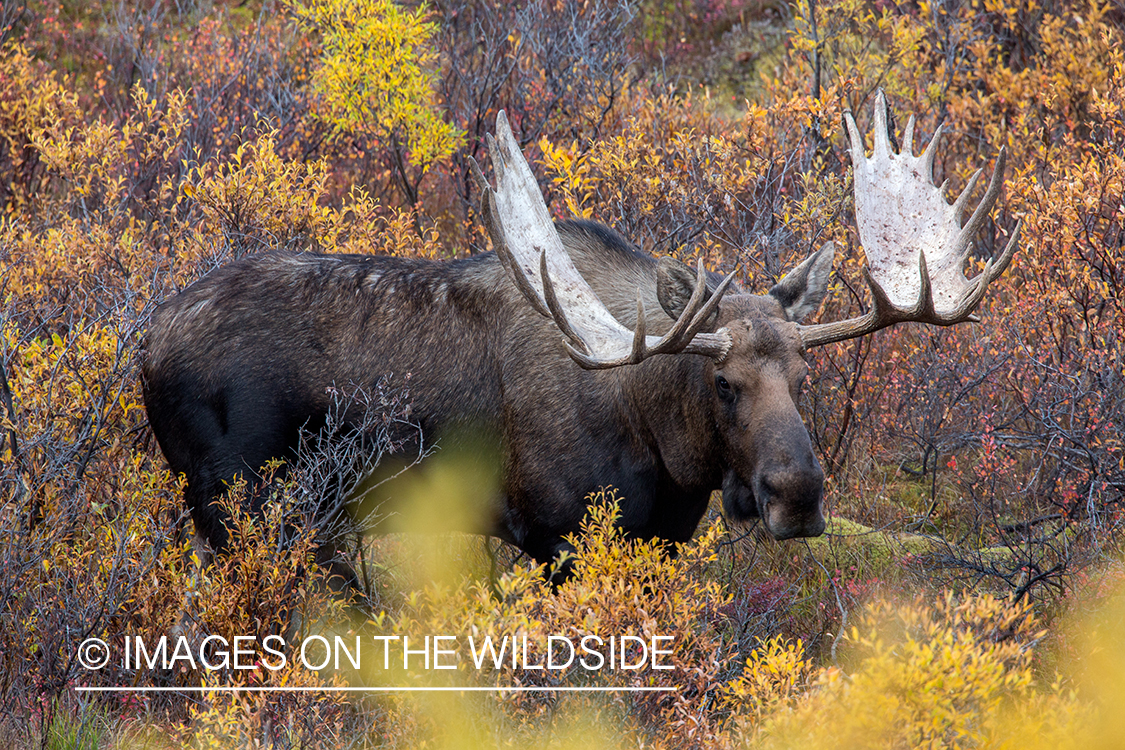 Alaskan bull moose in habitat.