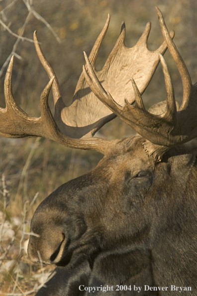 Shiras bull moose bedded down.