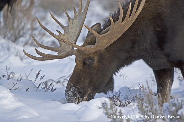 Shiras bull moose in habitat.